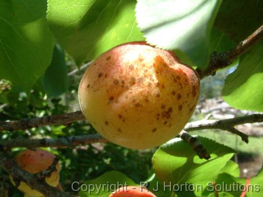 Apricot freckle 